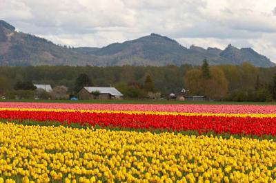 IMG_7884_tulips.jpg
