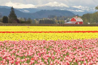 IMG_7905_tulips.jpg
