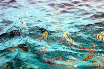 DSC_0162.jpg
