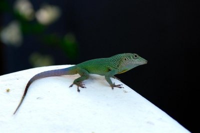 DSC_0196.jpg