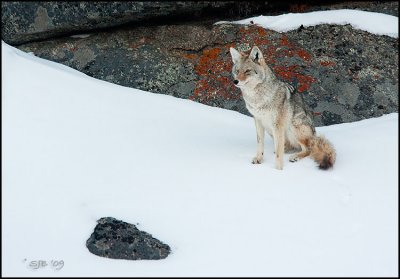 CoyoteSitting-email.jpg