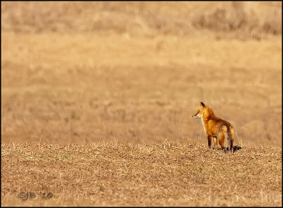 Foxscape-email.jpg