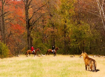 Cheshire Hunt & Fox