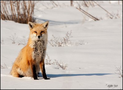 Red Fox