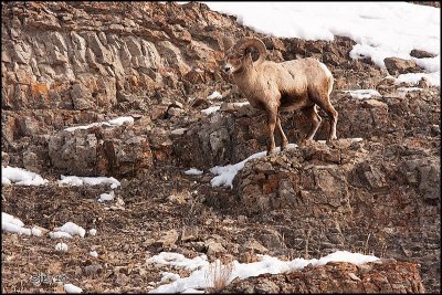 Bighorn Sheep