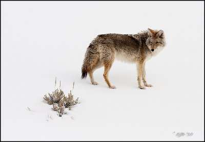 Coyote