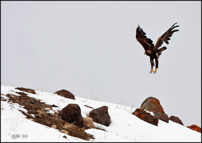 Golden Eagle