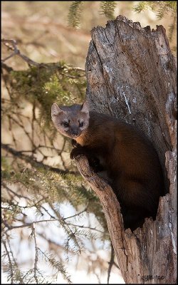 Pine Martin