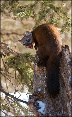 Pine Martin