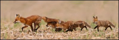 FoxPanoStitch10-email.jpg