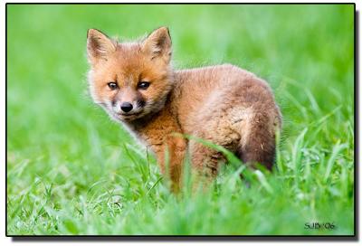 g3/56/305756/3/58753057.FoxCub_Babsi_email.jpg