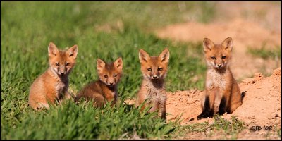4Cubs-email.jpg