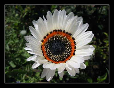 Le Jardin des Plantes