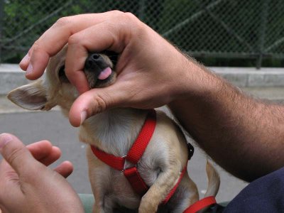 little pink tongue