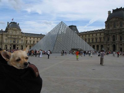 A chihuahua in Paris