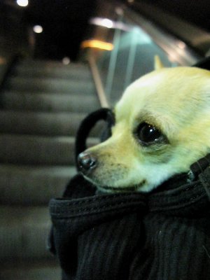 A chihuahua in Paris