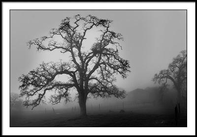 Fog Tree on Hunt Road