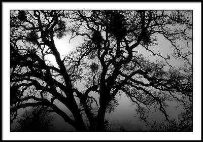 Silhouette of tree