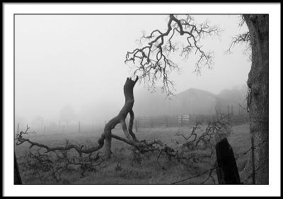 broken branch after the storm