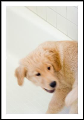 Chasing tail  -  in the tub again