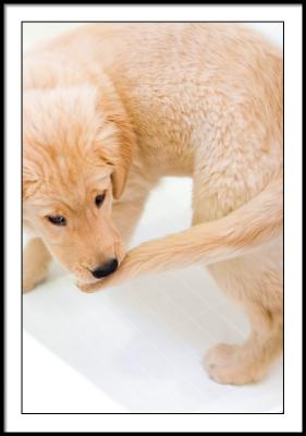 What to do when you actually catch the tail?
