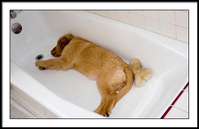 sleeping in tub again.