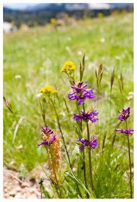 Wild Flowers in Tuolumne Meadows