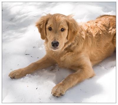 Dory in the snow at the cabin