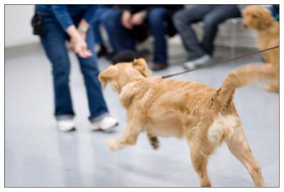 Puppy_Grad_05sm.jpg