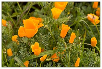 Wildflowers