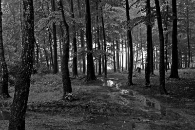 Trees stand silently all around, their quiet visage seemingly aware of my movements