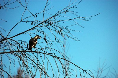 A lovely sight, as well a glorious sound from our magpie