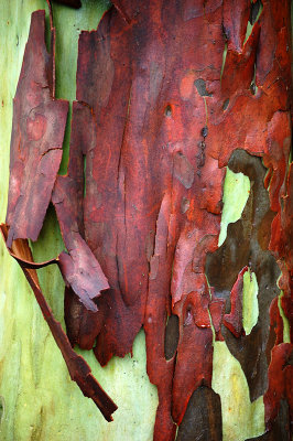 On pavements and the bark of trees I have found whole worlds. - Mark Tobey