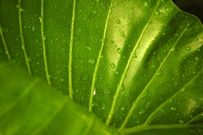 Nature never deceives us; it is always we who deceive ourselves. -Jean-Jacques Rousseau
