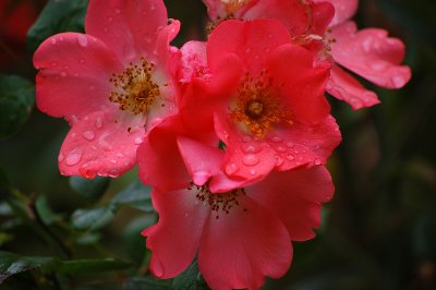 Oh, this is the joy of the rose; That it blows, And goes.  -Willa Cather