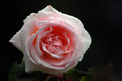The rose that lives its little hour Is prized beyond the sculptured flower.  - Bryant