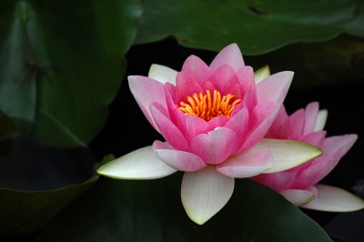 floating on water - beautiful in solitude - lily in the pond   --  Haiku by butchie