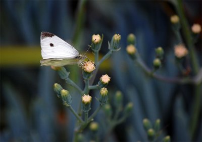The delicate-looking Wood White butterfly.