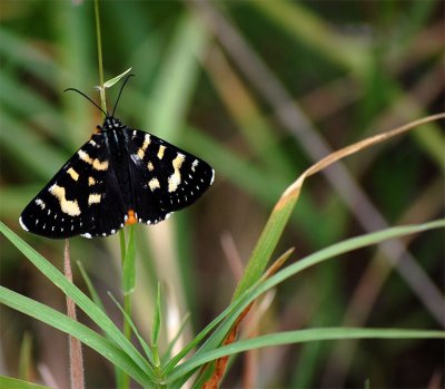 A Butterfly Lights Beside Us