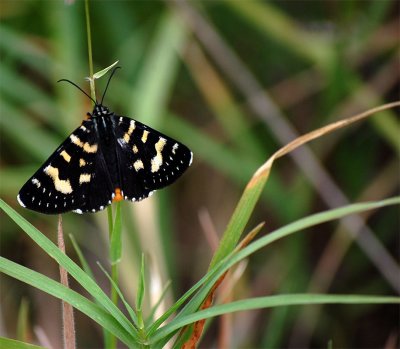  A Butterfly Lights Beside Us