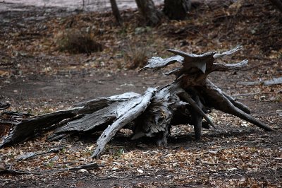 The Frilled Neck Lizard (just kidding) is an amazing little reptile.