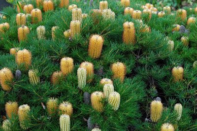 Banksia spinulosa 'Birthday Candles'. Common Name:	Hairpin Banksia