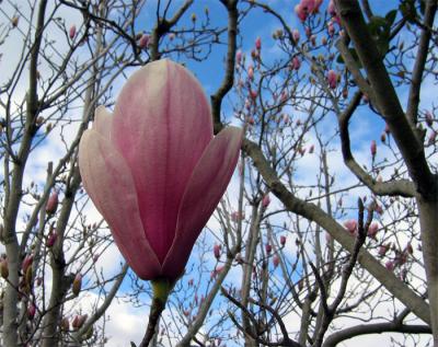 Magnolia souleanga heralding spring