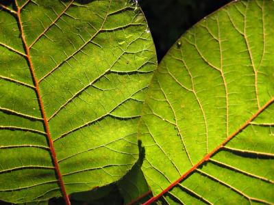 Sun lit leaves