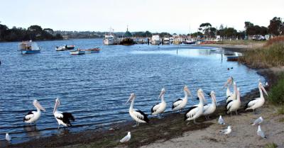 Pelicans wading ashore