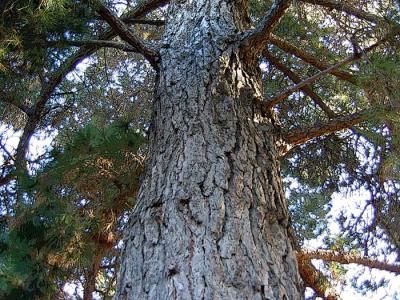 This pine lives at Burden Park