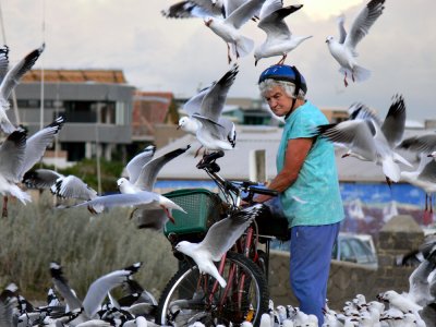 The woman and her seagulls