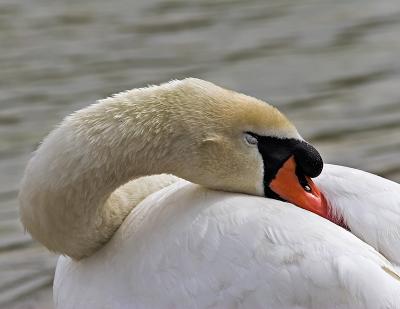 Swan1.jpg