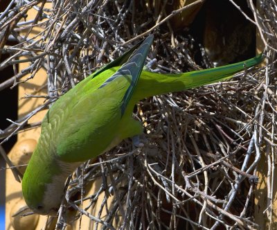 The green parrots of Bucktown