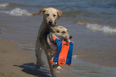 Frisbee thieves get humped!